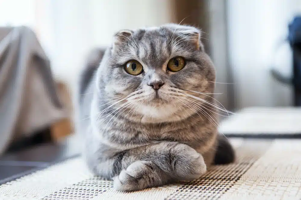 10-choses-a-savoir-sur-le-scottish-fold