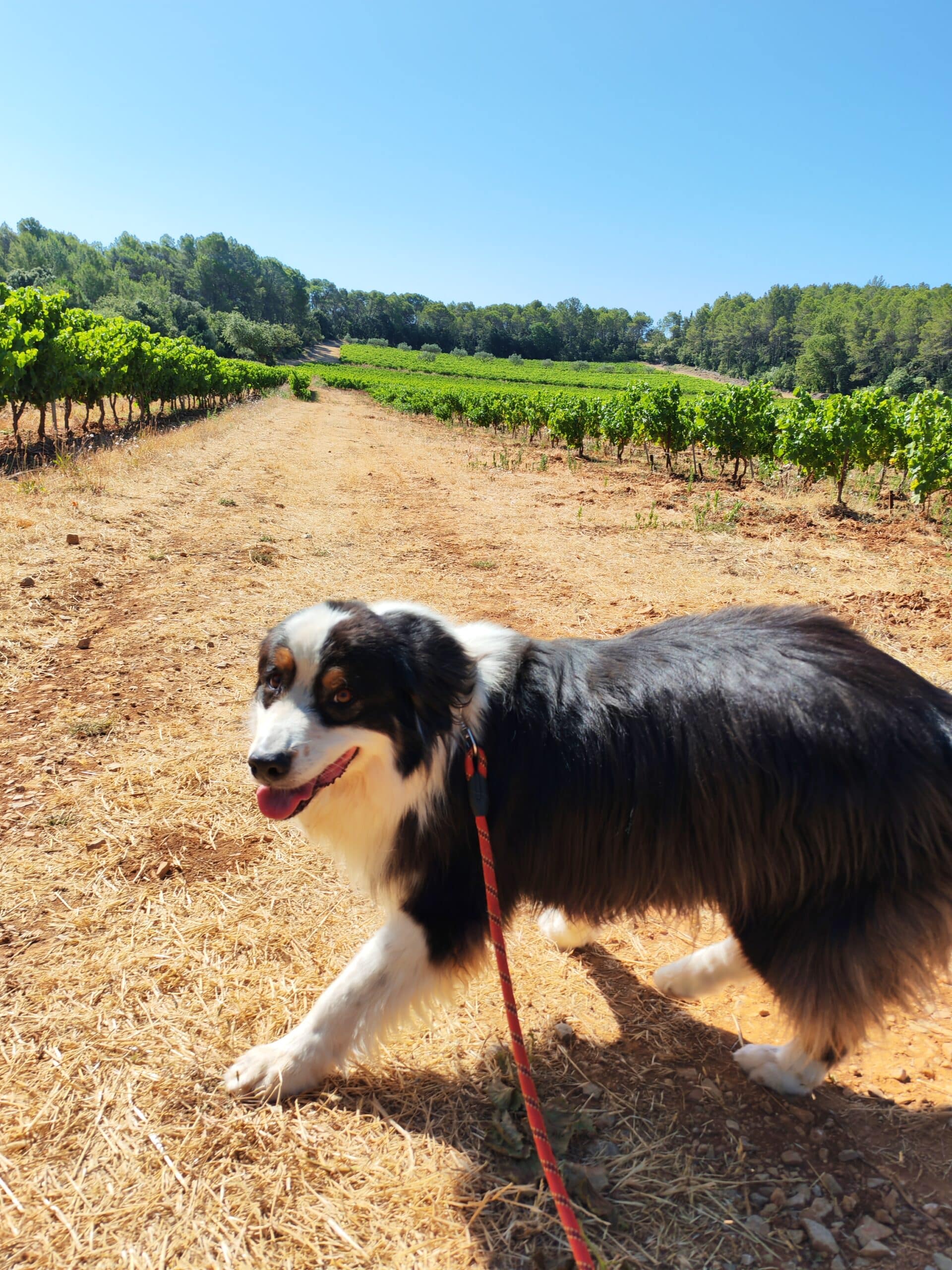 IMG_20250711_101825 (1)