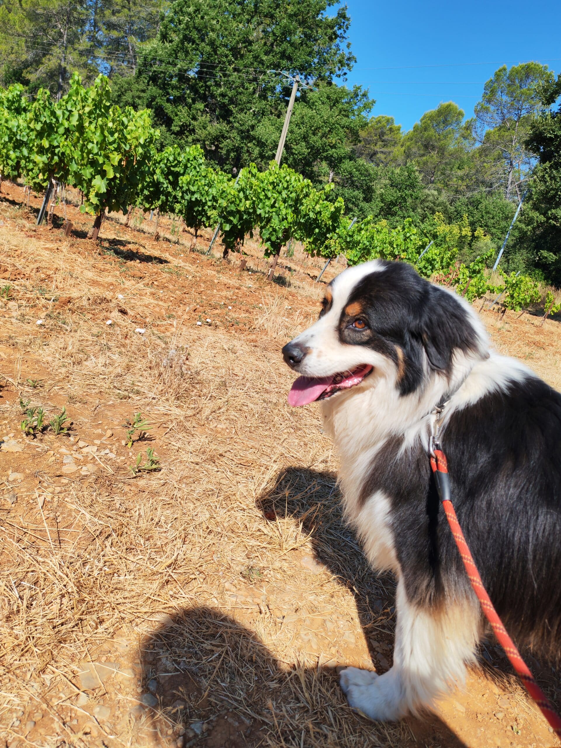 IMG_20250711_101842 (1)