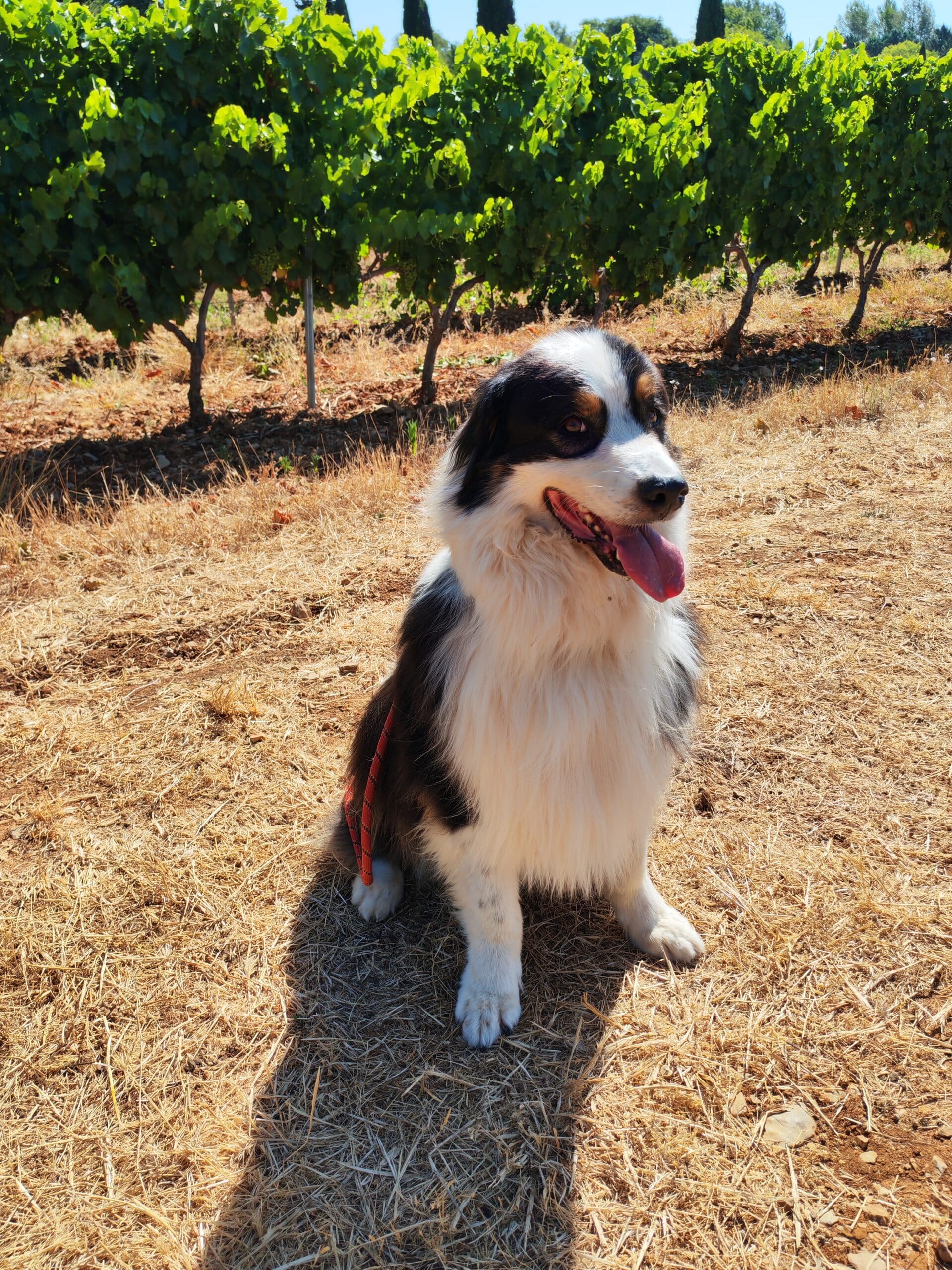 IMG_20250711_101924_1