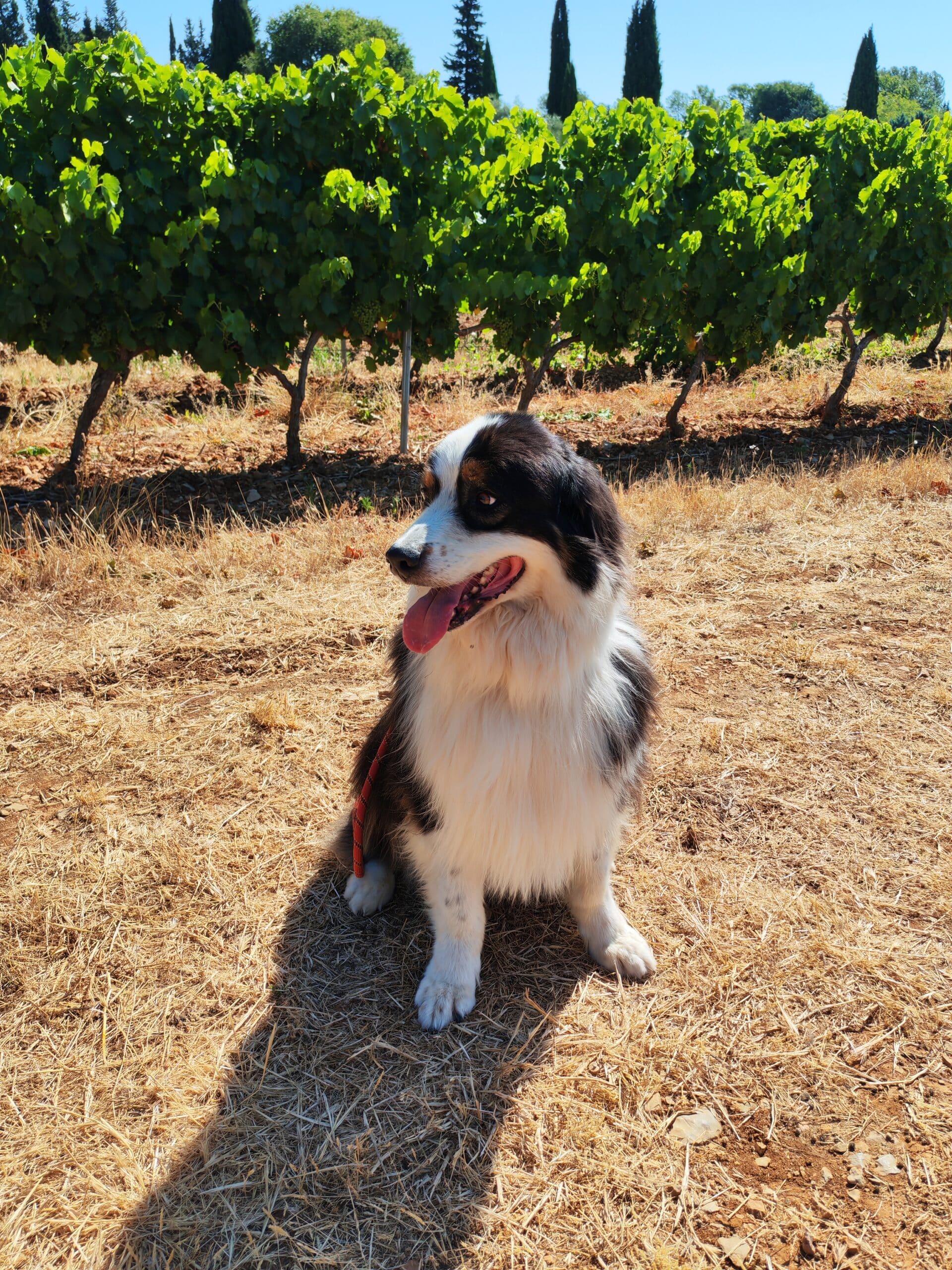 IMG_20250711_101924_4 (1)